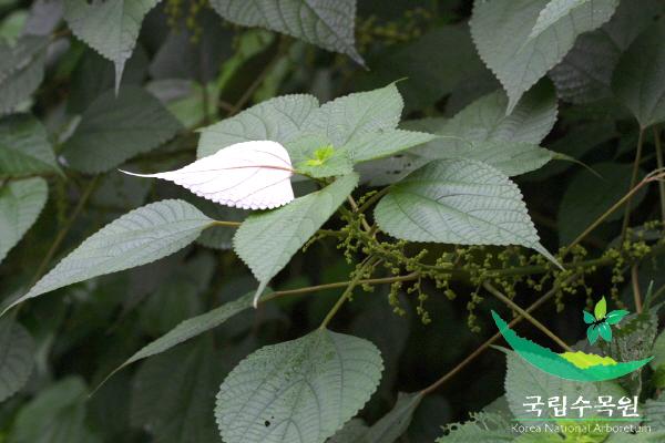 모시풀 이미지
