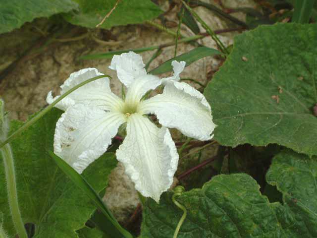 박 이미지