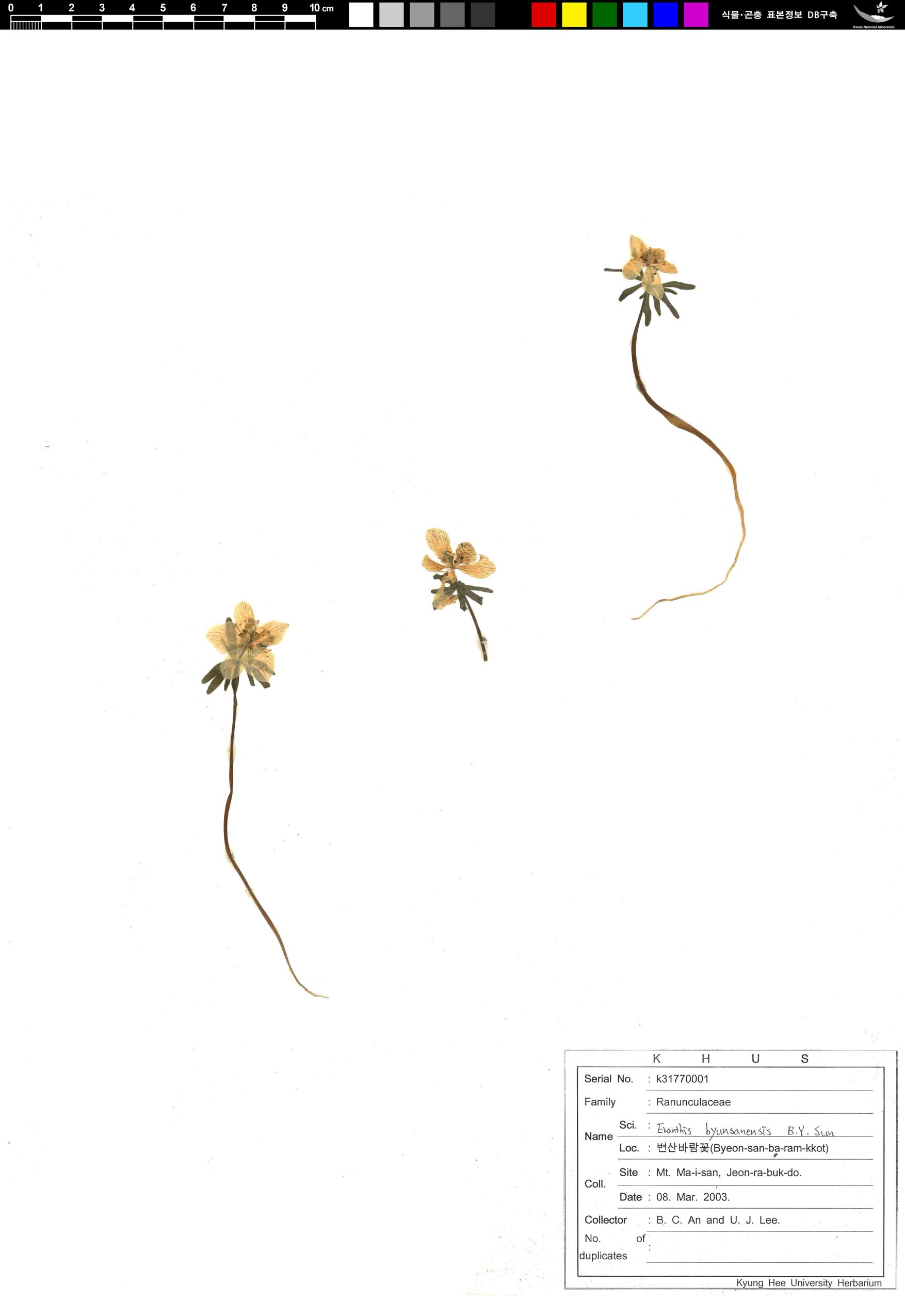 변산바람꽃 이미지