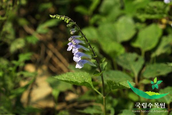 산골무꽃 이미지