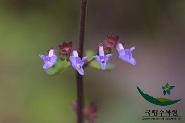 산박하 이미지