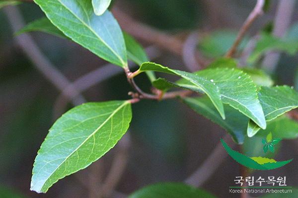 산유자나무 이미지