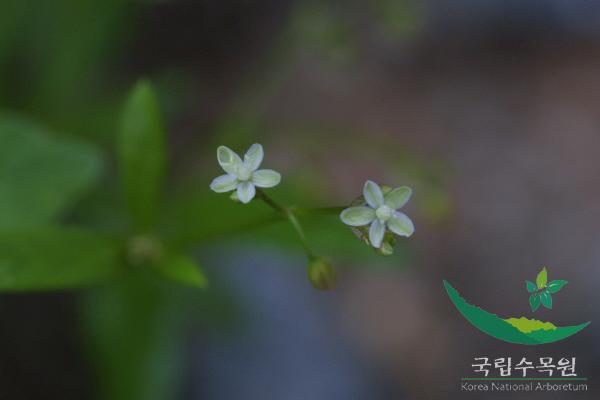 석류풀 이미지