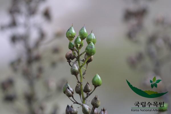 섬현삼 이미지