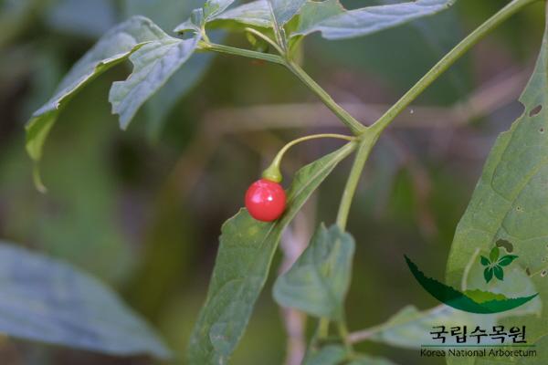 알꽈리 이미지