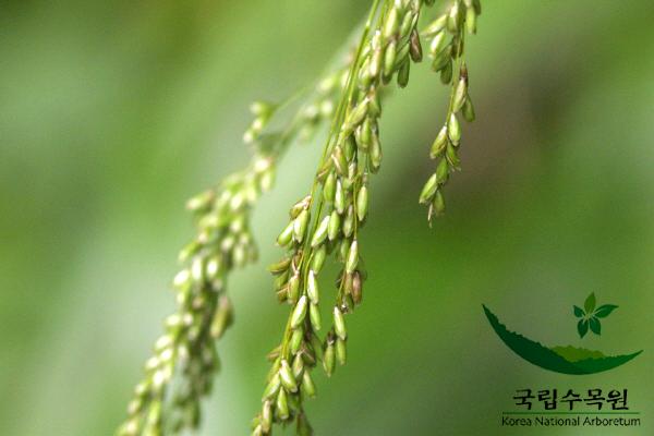 용수염 이미지