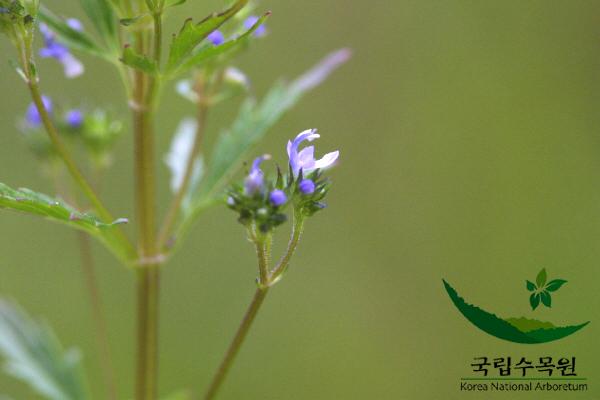 개차즈기 이미지