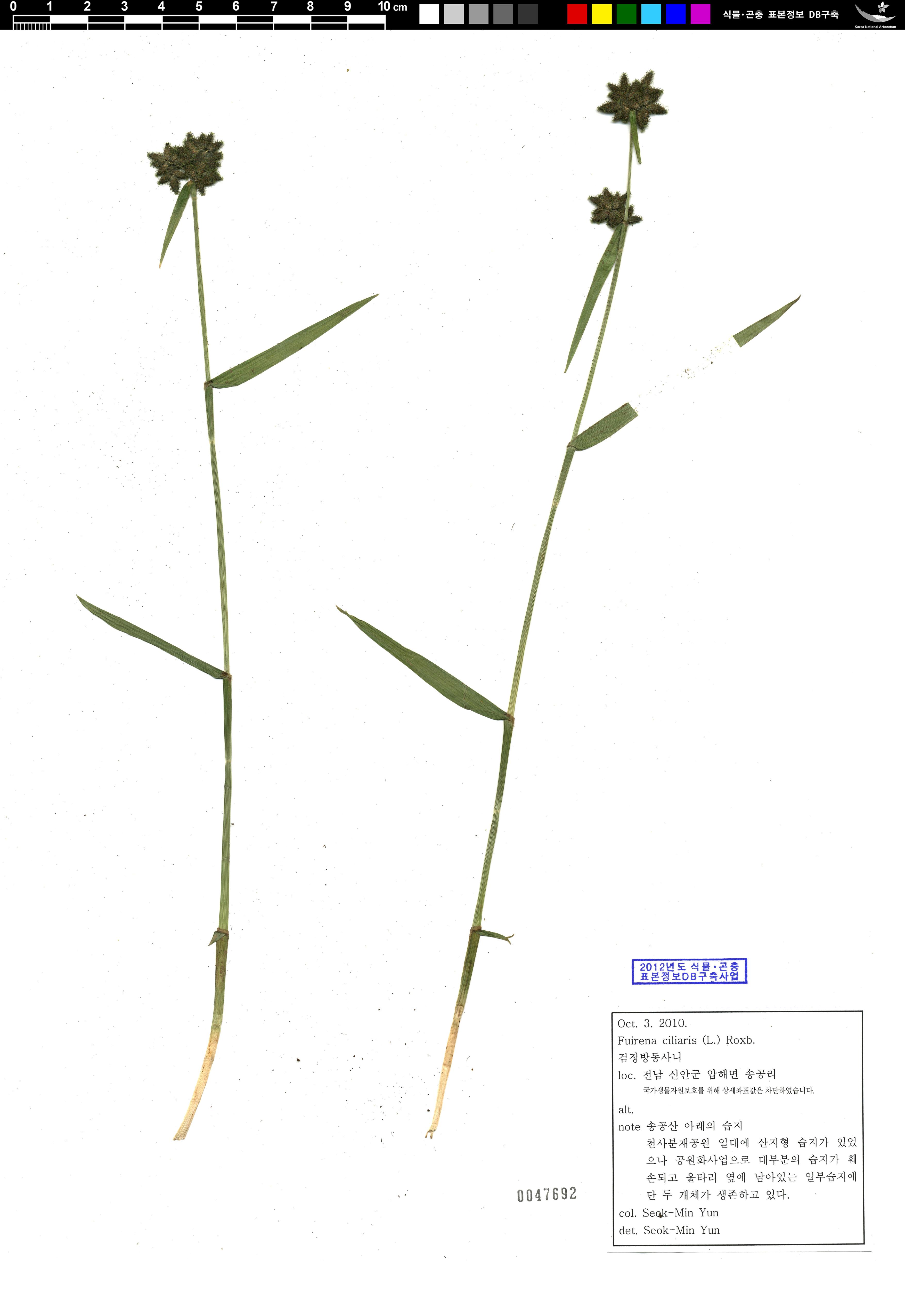 검정방동사니 이미지