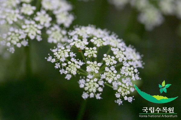 고수 이미지