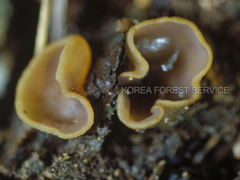 가루주발버섯 이미지