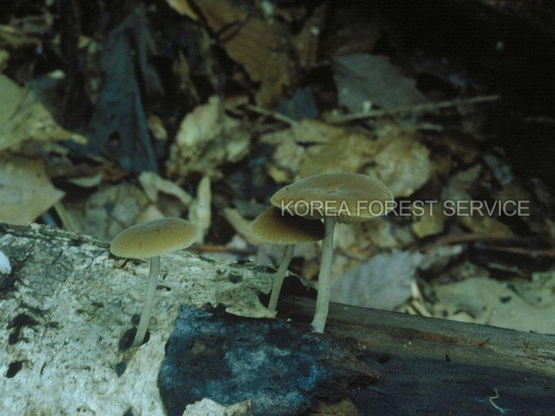 겨나팔버섯 이미지