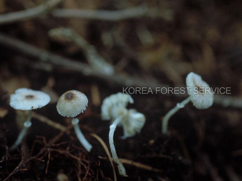 둥근포자각시버섯 이미지