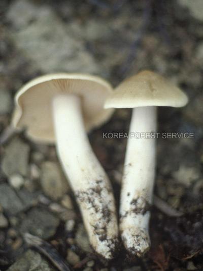 방패외대버섯 이미지
