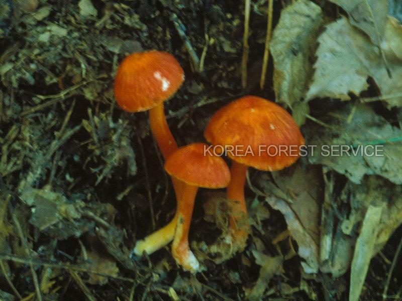 붉은꽃버섯 이미지