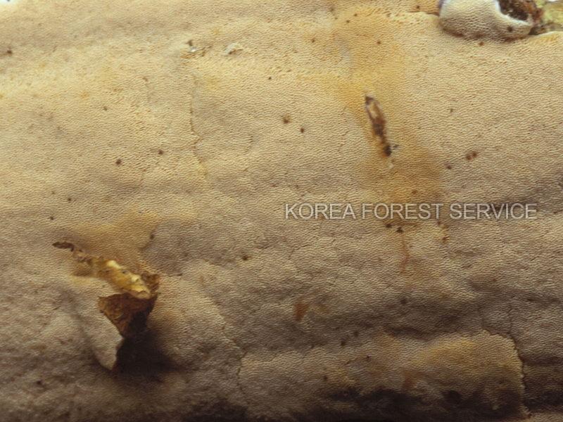 오렌지껍질고약버섯 이미지