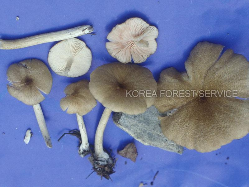 향외대버섯 이미지