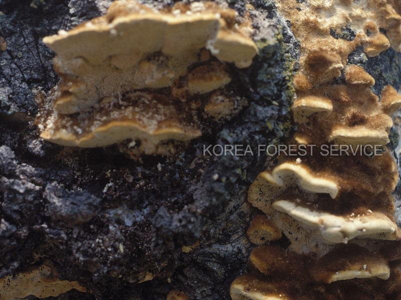 황갈색시루뻔버섯 이미지
