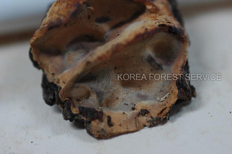 흰손등버섯 이미지