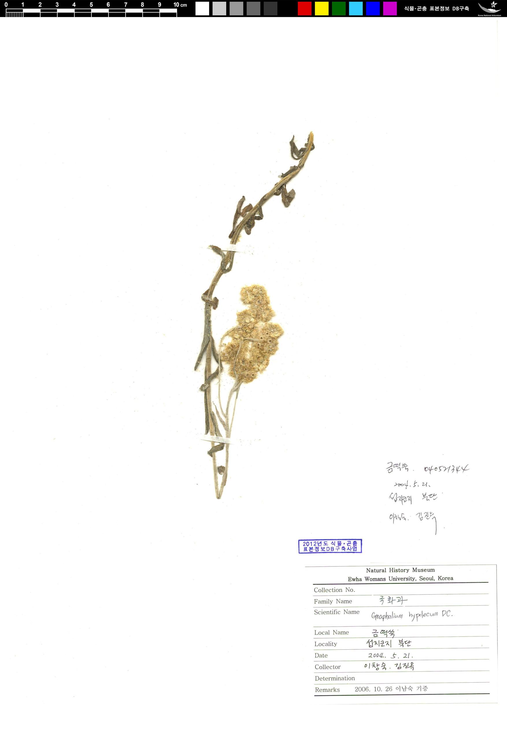 금떡쑥 이미지
