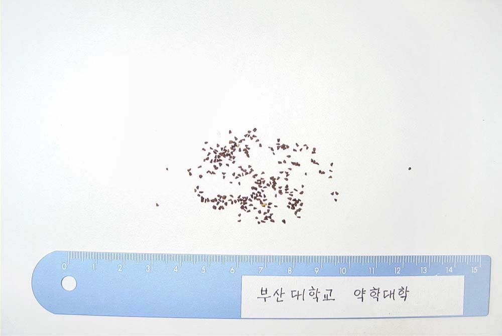 금잔화 이미지