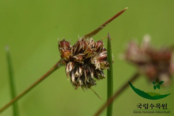 꿩의밥 이미지