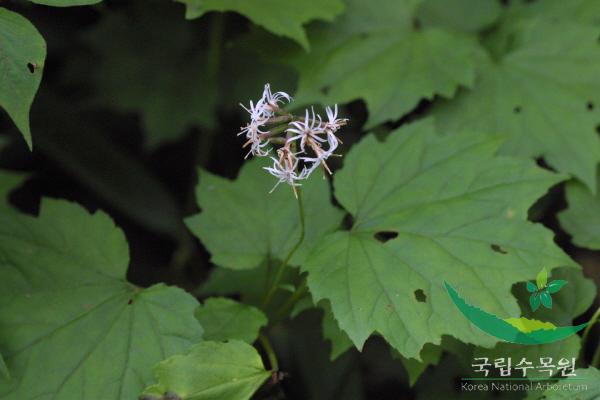 단풍취 이미지