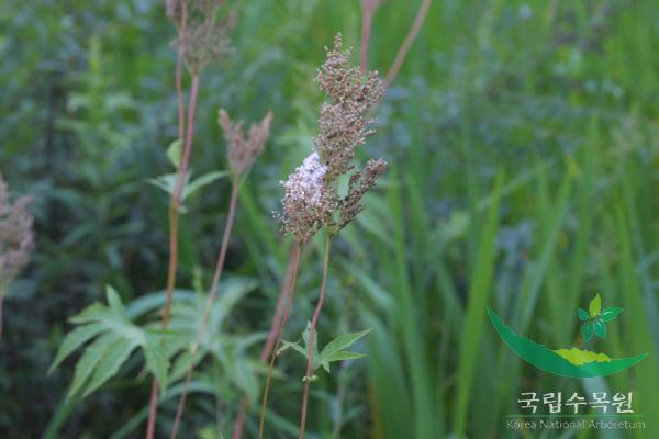 단풍터리풀 이미지