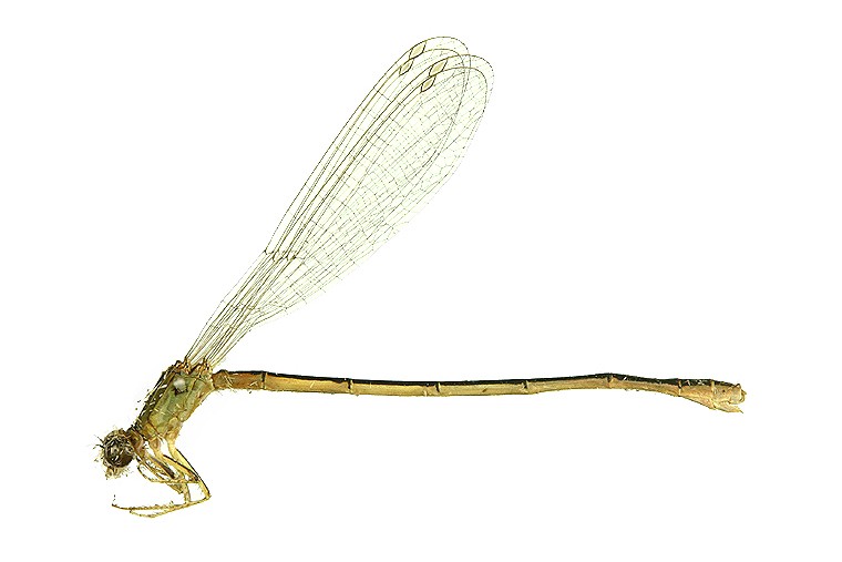 곤충이미지