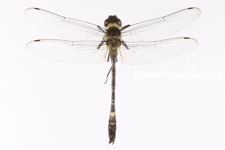 곤충이미지