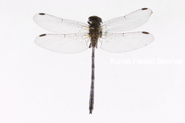 곤충이미지