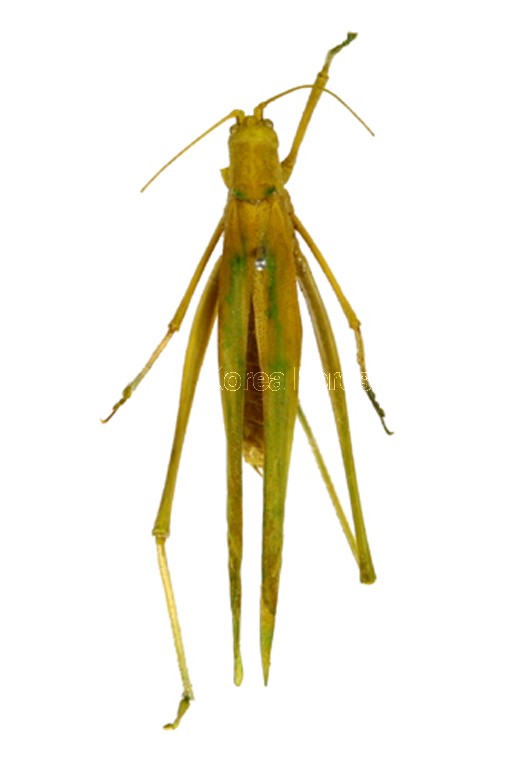 곤충이미지