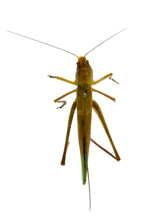 곤충이미지