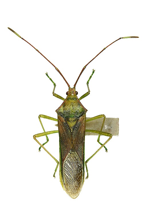 곤충이미지