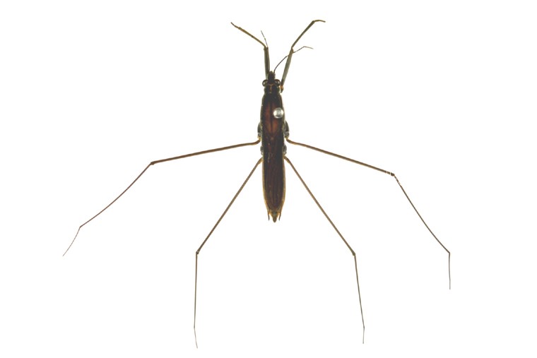 곤충이미지