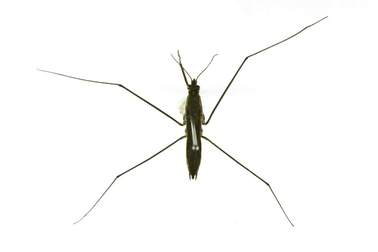 곤충이미지