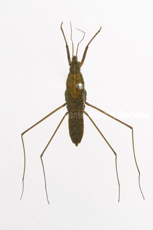 곤충이미지