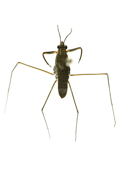 곤충이미지