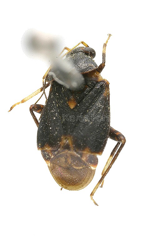 곤충이미지