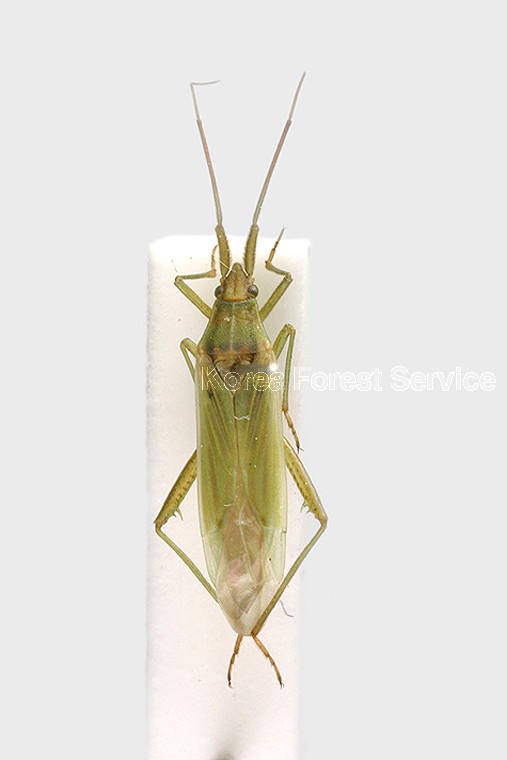 곤충이미지