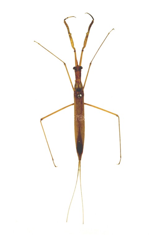 곤충이미지