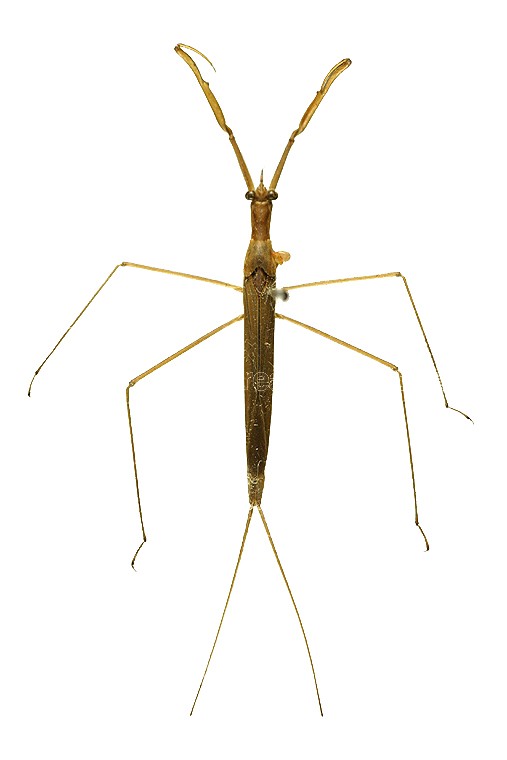 곤충이미지