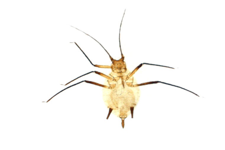 곤충이미지