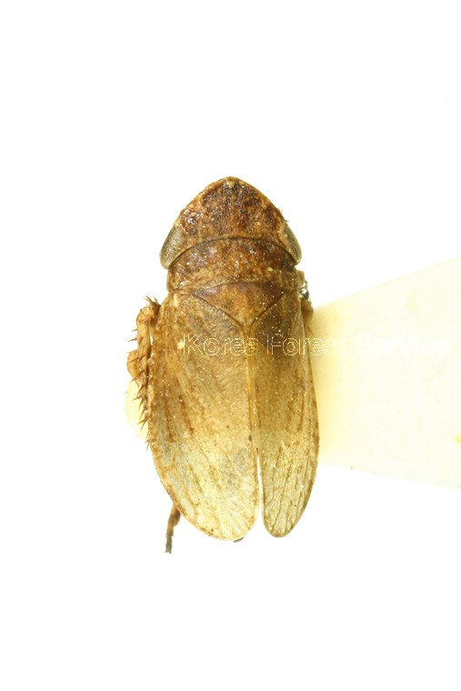 곤충이미지