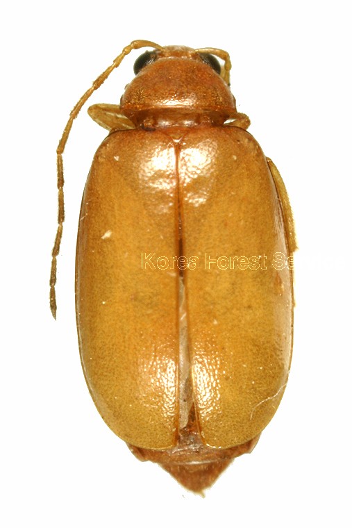 곤충이미지