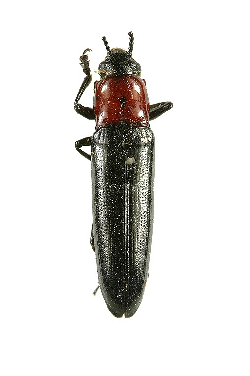곤충이미지