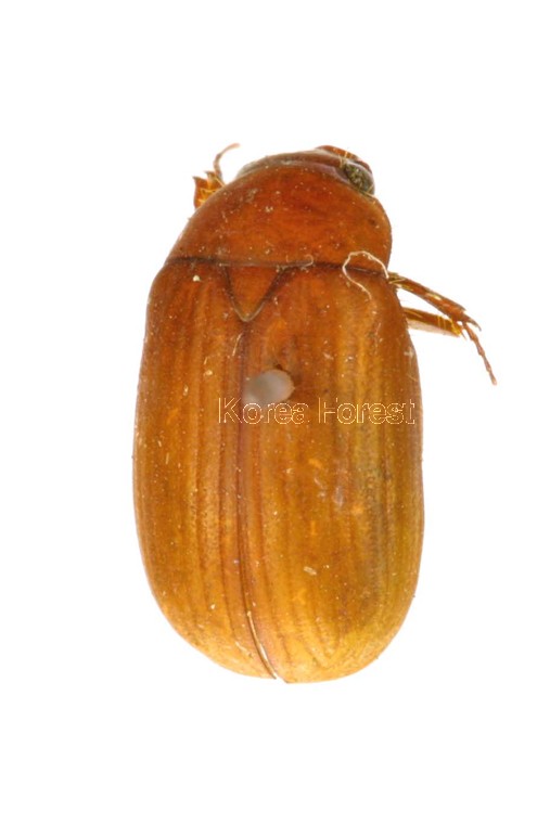 곤충이미지