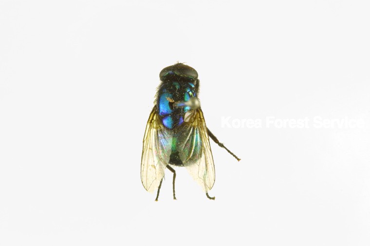 곤충이미지