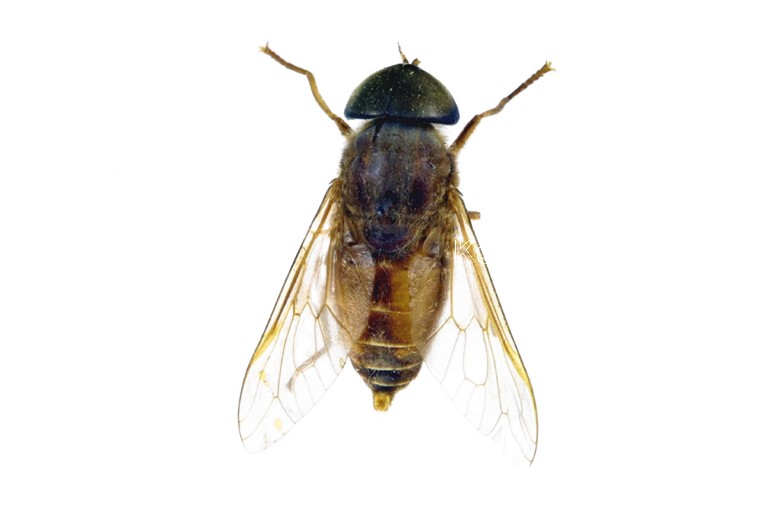 곤충이미지