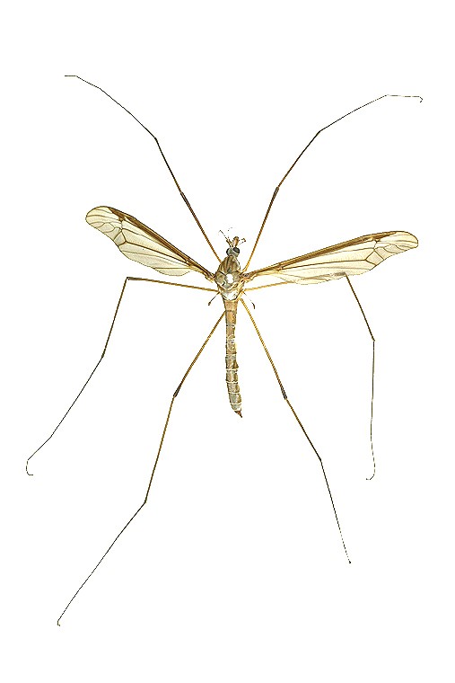 곤충이미지