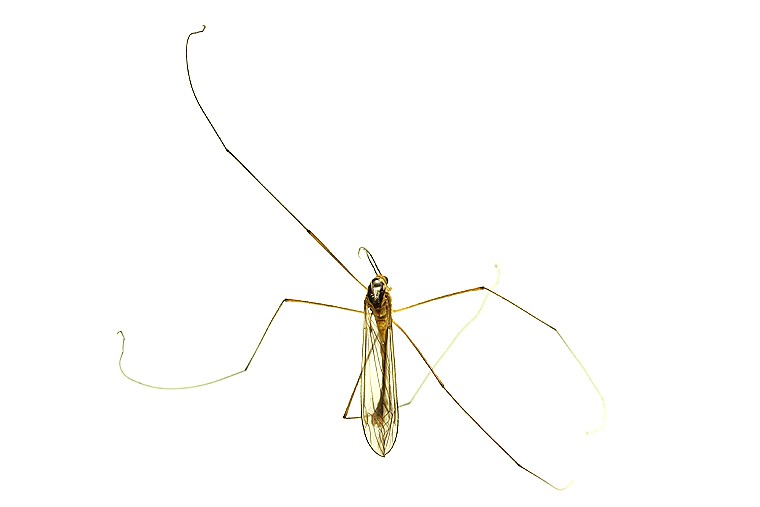 곤충이미지